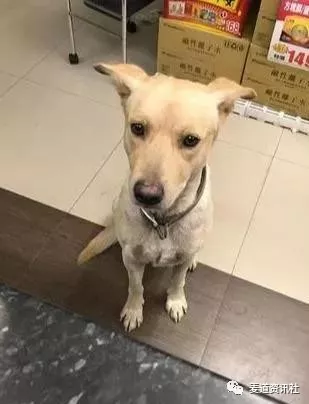 贴心狗狗每晚陪店员姐姐上夜班，轻松治愈胆小状况...