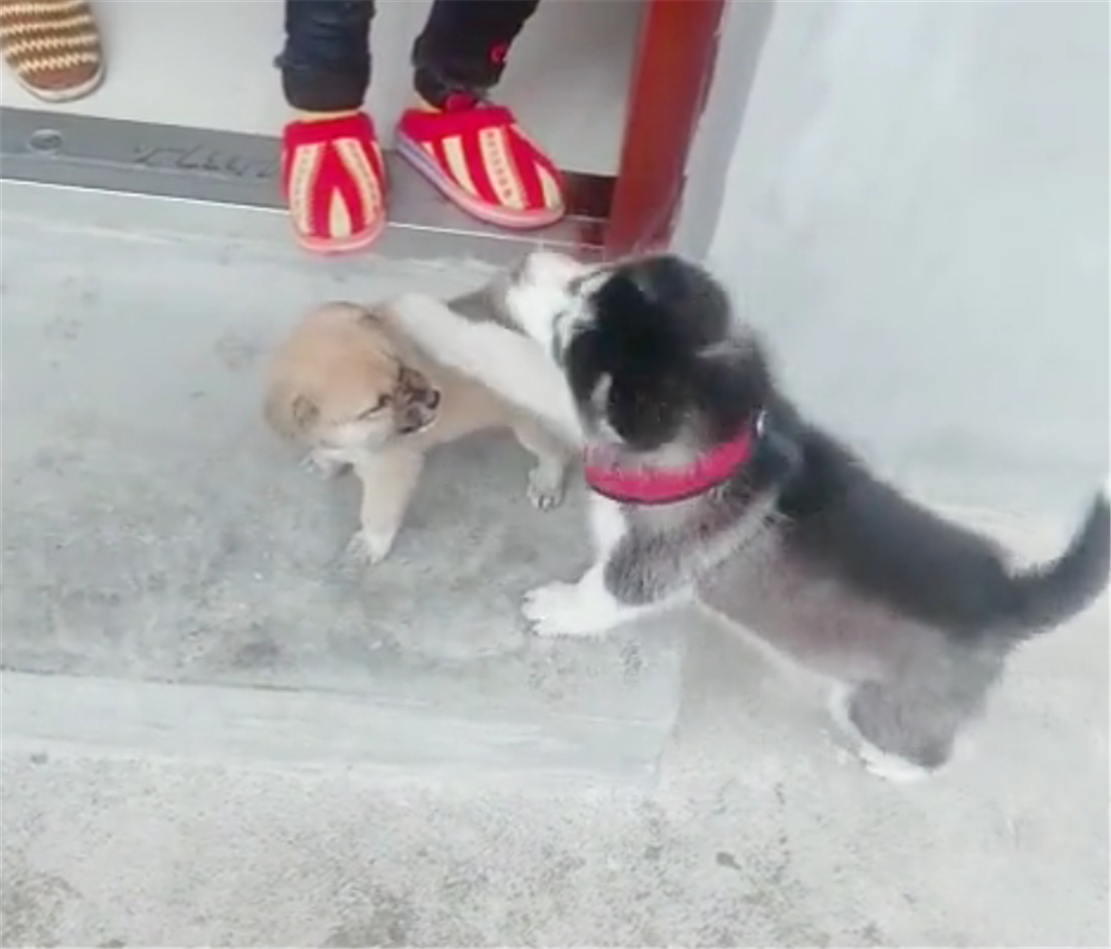 二哈回鄉下，攔住小黃狗不讓走，二哈：總算遇到能打過的了……