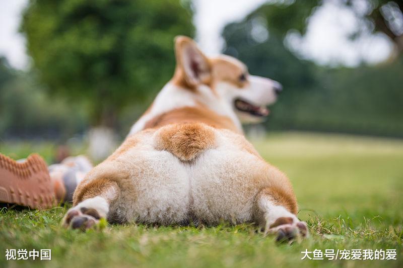 汪星界最忘恩负义的几个品种，谁给好吃的跟谁走，快来看看你家那位上榜了吗？