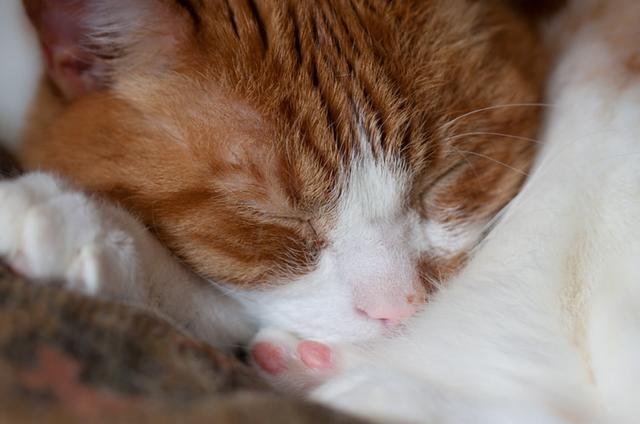 不爱喝水的猫咪容易患这种病，发病早期却常喝水，还难以完全治愈