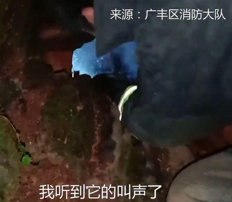 500年古树和狗先救谁? 消防员的选择是...