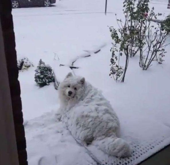 萨摩耶犯错, 被罚到雪里反省, 当再次打开大门时, 主人直接崩溃了