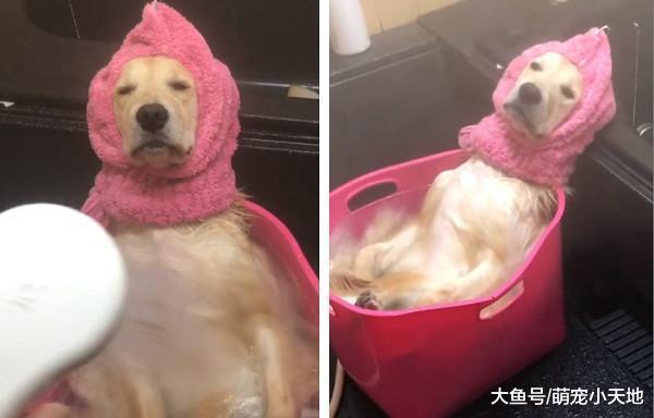 阿金頭戴粉色浴帽翻肚泡澡，瞇眼爽臉享受幸福狗生