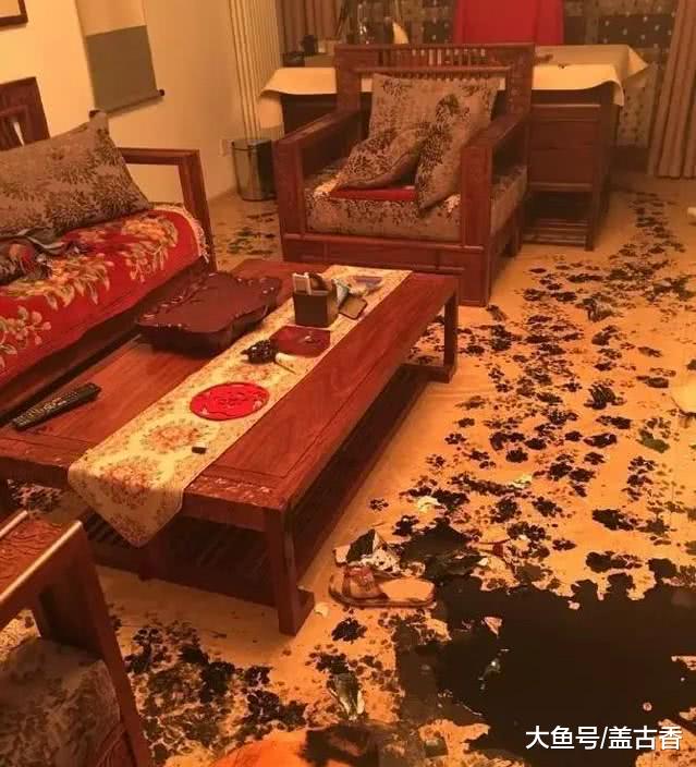 主人回到家后差点疯了，二哈是真的皮，土拨鼠表情包“啊”