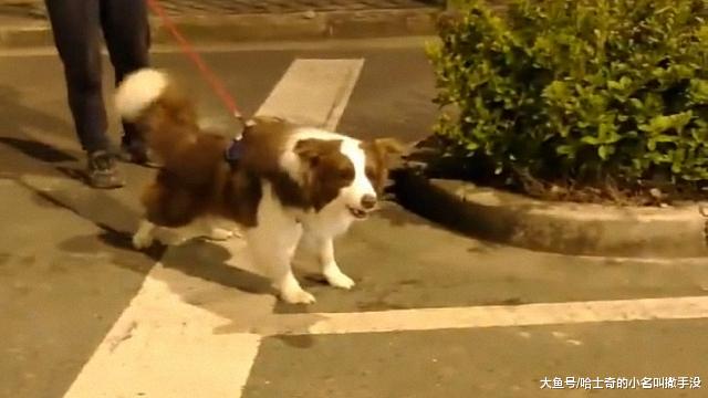 面对边牧的挑衅，柴犬紧紧抱着主人的大腿狂吼，气势不能丢