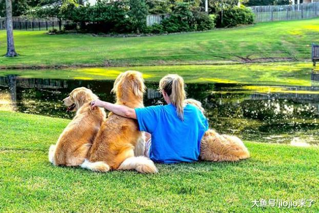 三只金毛奇怪地聚在泳池边，宠主查看后直夸狗狗们太善良了