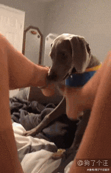 家里同病相怜，都上不去沙发的难兄难弟