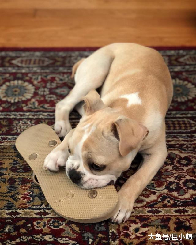 狗狗这是生气了，所以咬我的东西不理人？大多数都只是错觉