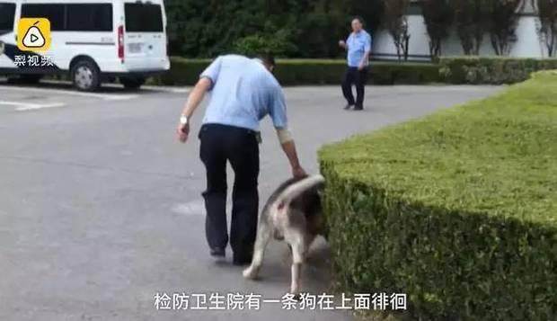 当初好心帮忙收留走失雪橇犬，2天后崩溃大哭：主人你到底在哪？