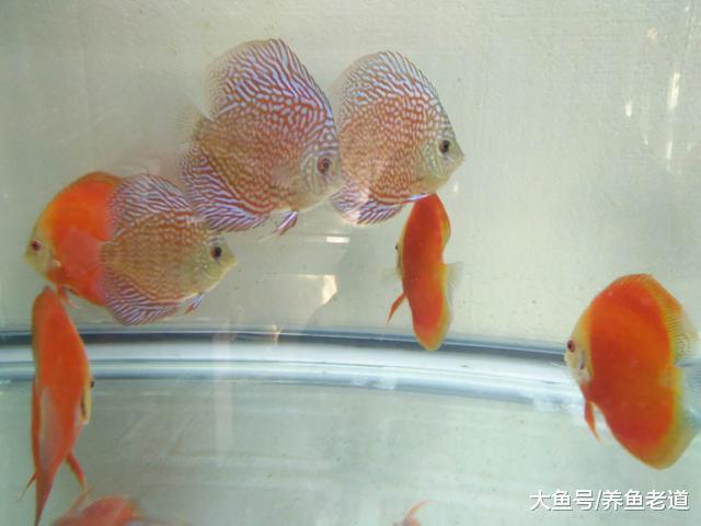 七彩神仙鱼只是受了外伤，差点被我怀疑成寄生虫了！