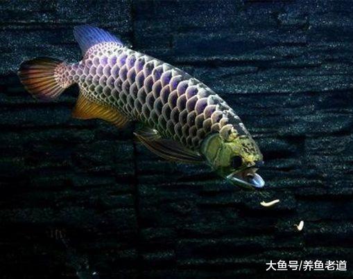 飼養觀賞魚，魚缸以外的這些重點我們也要關注！