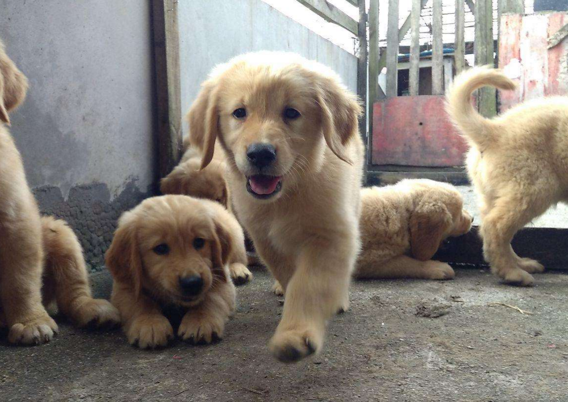 如果我的狗吃小苏打怎么办