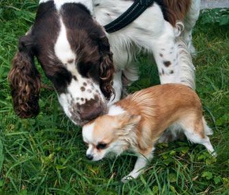 为什么狗狗总爱找更大的同类打架，这是胸有成竹？还是不知死活？