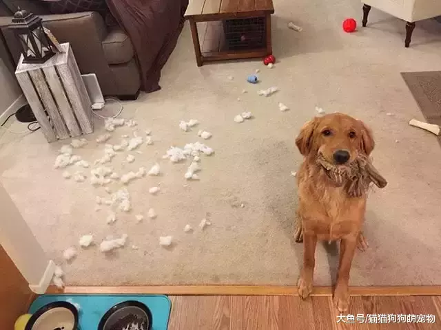 惡作劇的汪星人，看了以后你還想養狗嗎？