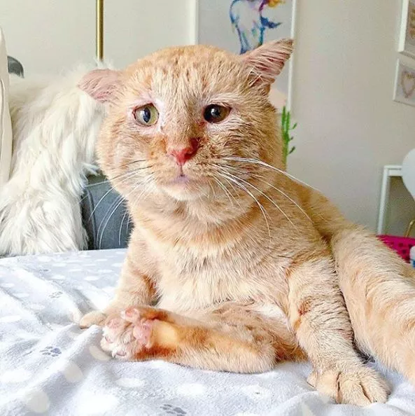 房东不让养猫，租客把打算领养的猫照片发给他，他立马改规定！