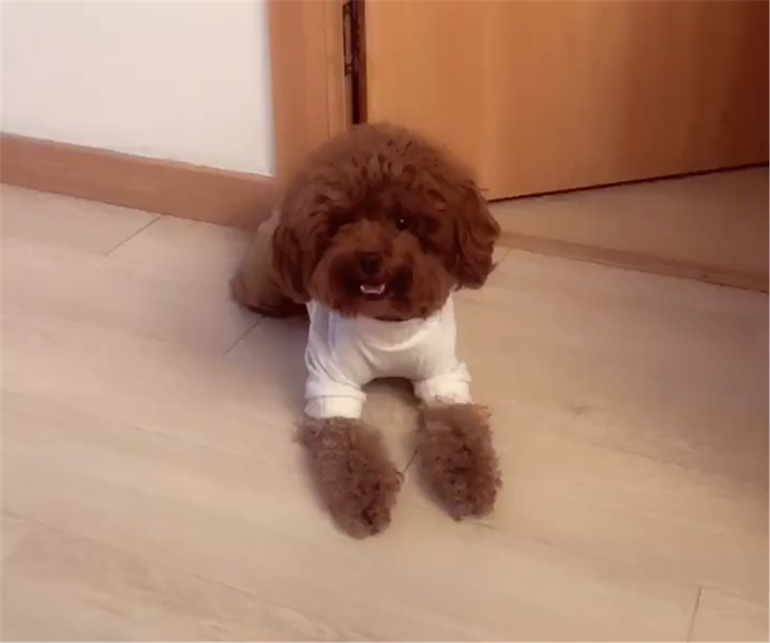 泰迪撕纸被主人发现, 自己主动到墙边罚站, 狗: 我控制不住我自己