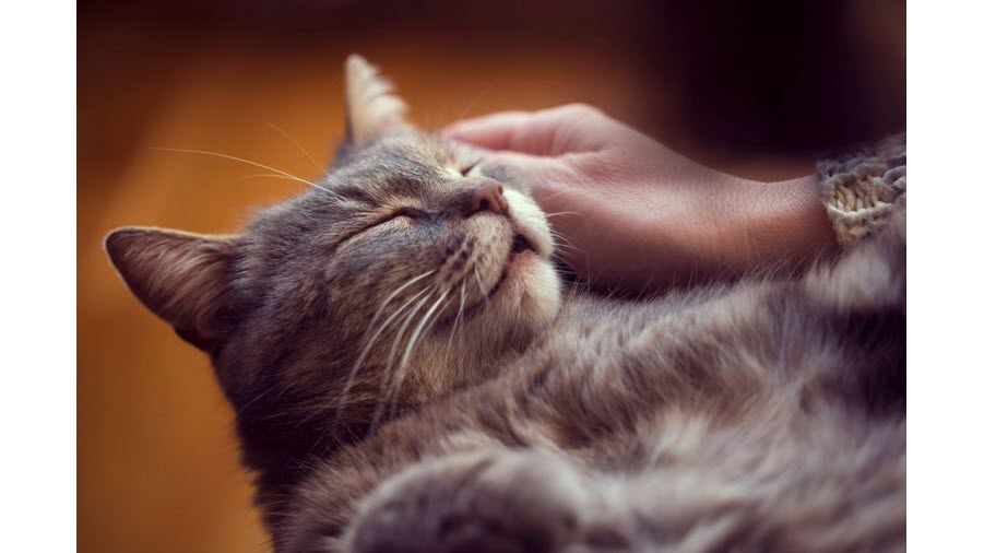 猫咪冲你咕噜咕噜叫，你明白什么意思吗？