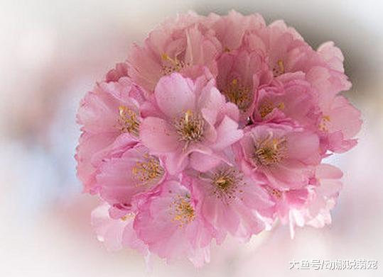 19年惹不起的4个生肖，喜事缠身，买房又买车，生肖羊上榜了！