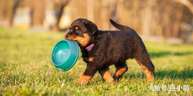 要给狗狗补充纤维吗？这里有一个简单方法，帮你快速判断