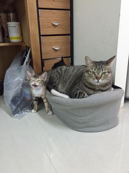 手速比猫快是种什么样的体验？