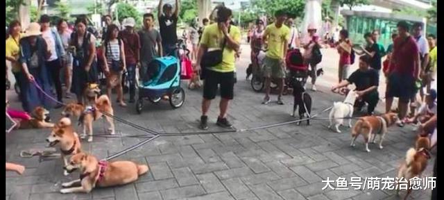 让6只柴犬进行拔河，比赛开始后它们却纹丝不动，都好淡定呀！