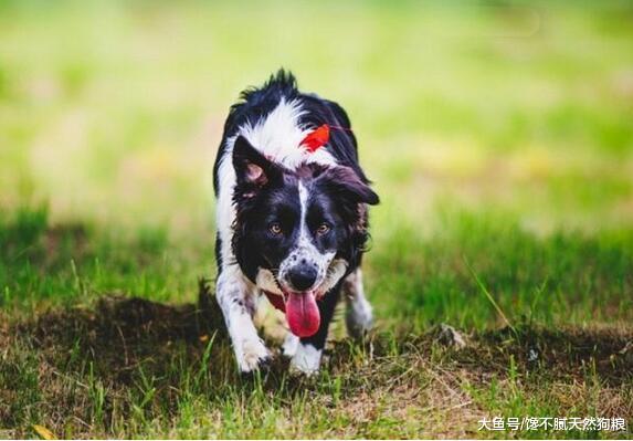 狗狗毛发不好，吃什么食物好？这5种美毛食物别错过