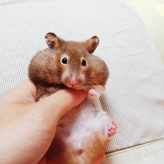 仓鼠嘴里塞满食物，为了再要点吃的，鼠鼠不断向主人卖萌