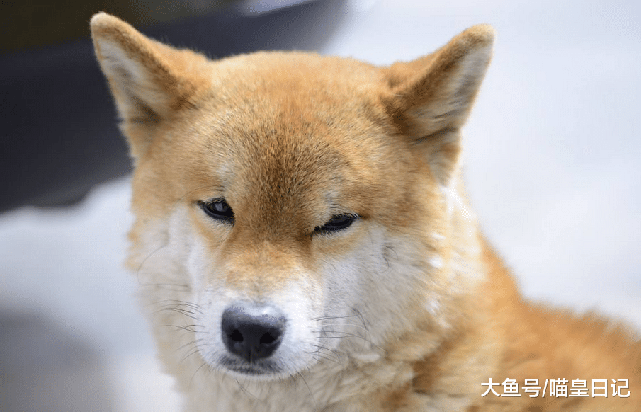 狗狗为了赢得你的关心都做过什么事? 网友: 装病, 简直成精了!