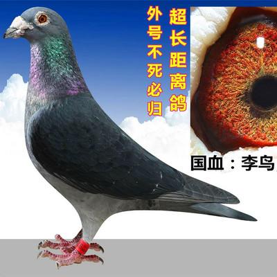 鸽友谈“超远程”的特点