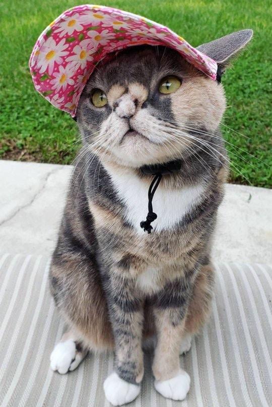 流浪猫咪天生有缺陷差点被安乐死，在它遇到真爱后，命运被扭转了