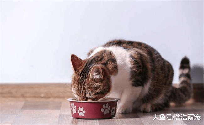 关于猫咪的6个小知识, 家里常养猫的都不一定知道, 你知道几个?