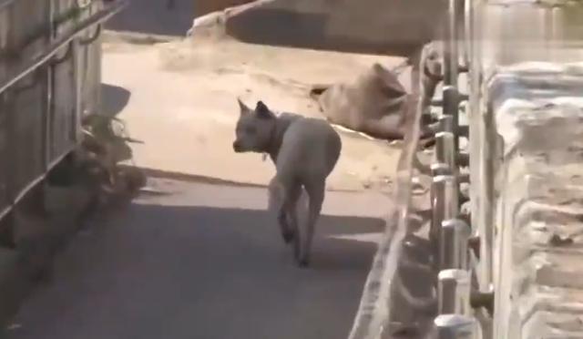 走失的狗狗拒绝与人接触，直到与主人相认，这一幕真的太感人了