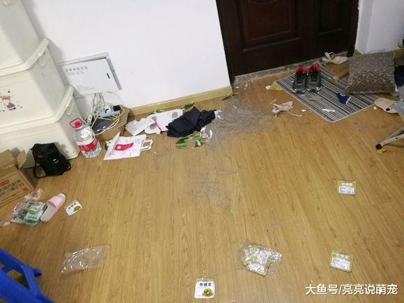 养柯基真不容易，只要在家关着就“造反”，它每天都要出去