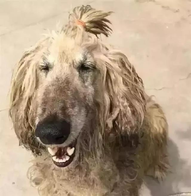 這么拉風的阿富汗獵犬，就該被禁養