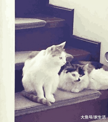 李静晒出自己住的房子，家里装修朴实无华，连女儿也是睡双层床