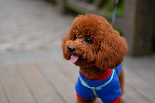 狗狗若有这3个行为，说明它根本没把你当主人，而是它的仆人