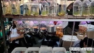 想在馬路邊上賣點熱帶魚，賺個零花錢可以嗎？