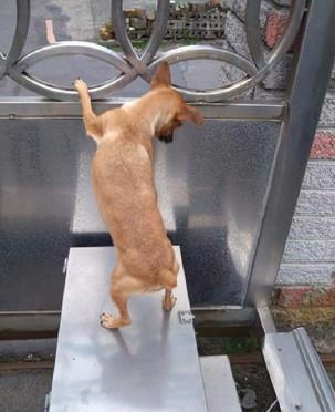 咦外面好像有动静，超小狗狗和同伴一起八卦，踩上箱子偷偷看门外