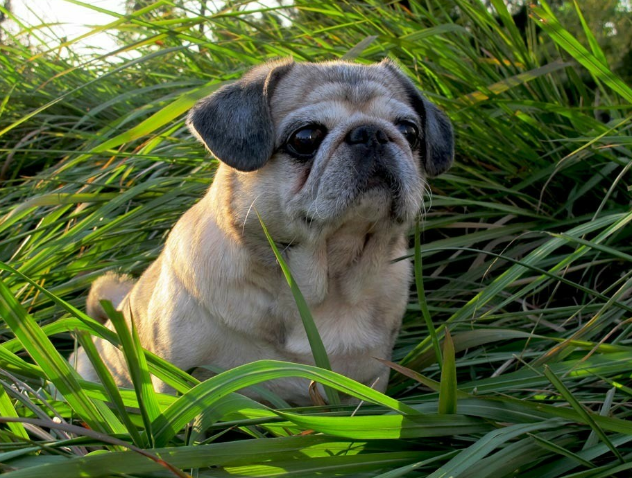 领养宠物之前需要考虑的事情