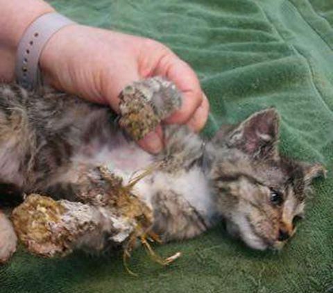 流浪猫被虐待后扔进垃圾桶，环卫工把小猫拿出来愣住了，这不像猫