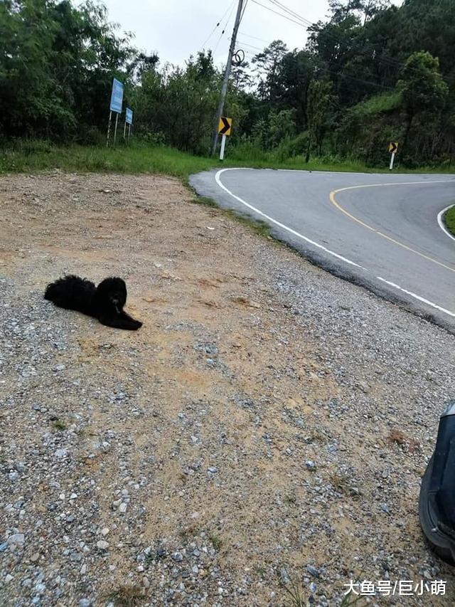 不知自己被弃养，忠犬傻傻相信主人会回来，徒步21公里回失联地