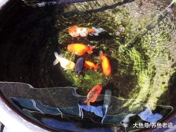 金鱼和七彩神仙鱼相比，谁更容易饲养呢？