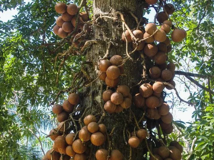 糟心植物大pk，谁是赢家？