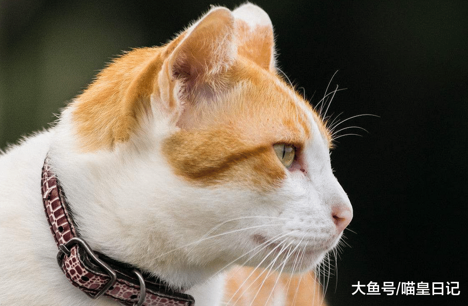 喵星人的这三种看似是恶作剧的行为, 其实是在对你表示喜欢!