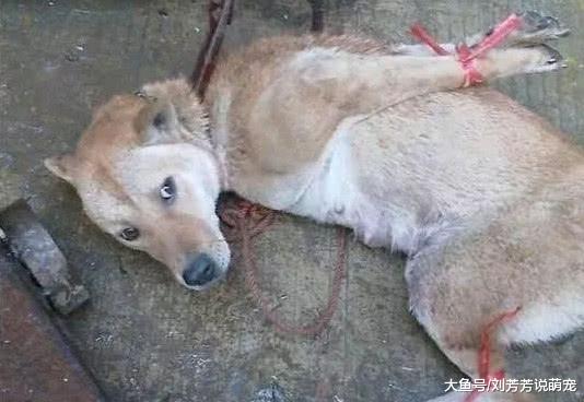 小土狗看见同伴被杀，吓得站在远处疯狂作揖，网友：请放过毛孩子