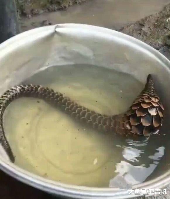 男子钓鱼遇到奇珍异兽，鉴明其身份后，赶紧把它给放生了