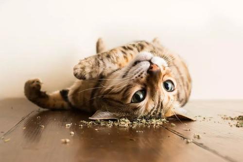 我家猫咪爱吃草，同样是植物，猫草和猫薄荷可大不同
