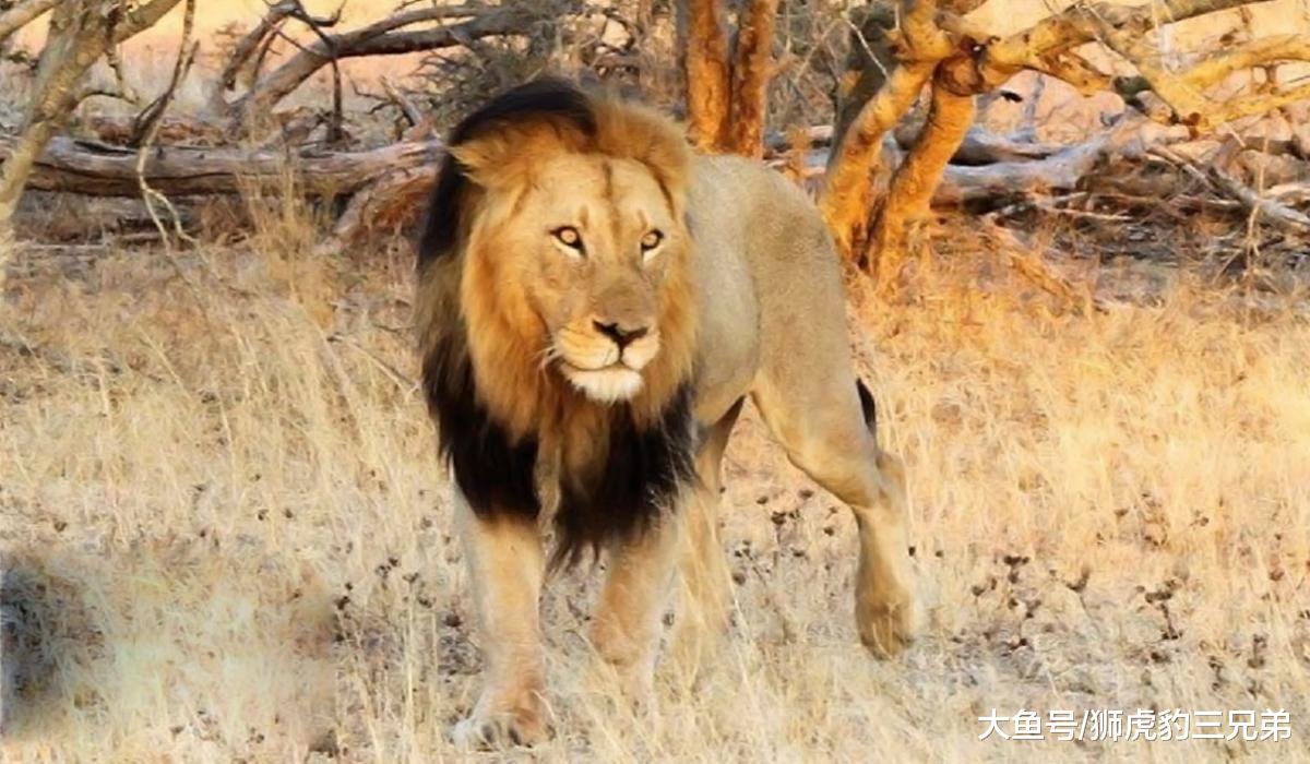 几头老虎才能与非洲的狮群坏男孩联盟抗衡？5头孟加拉虎够吗？