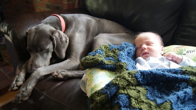 狗狗第一次见新生儿，做父母要注意这些！才能安全相处