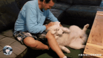 “哈士摩”要抱抱被拒绝，结果演了一出戏，谁不是宝宝呢？